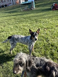 Autumn : Bluey - Photo 4