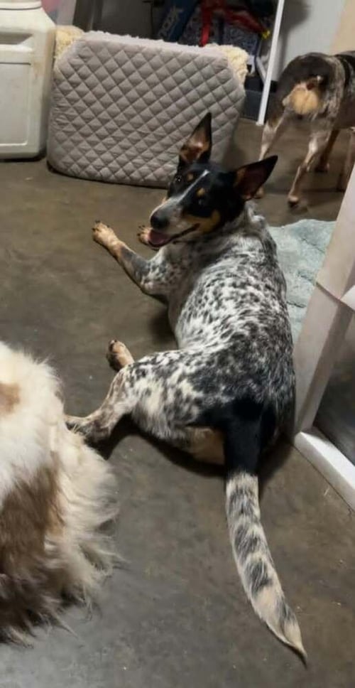 AUTUMN : BLUEY - Australian Cattle Dog/Blue Heeler / Great Pyrenees available for adoption