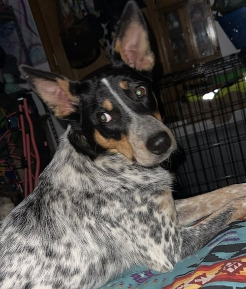 AUTUMN : BLUEY - Australian Cattle Dog/Blue Heeler / Great Pyrenees available for adoption