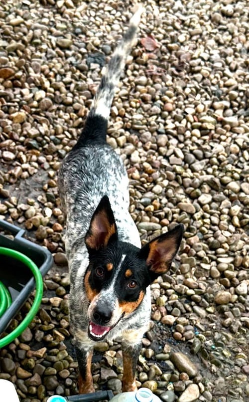 AUTUMN : BLUEY - Australian Cattle Dog/Blue Heeler / Great Pyrenees available for adoption