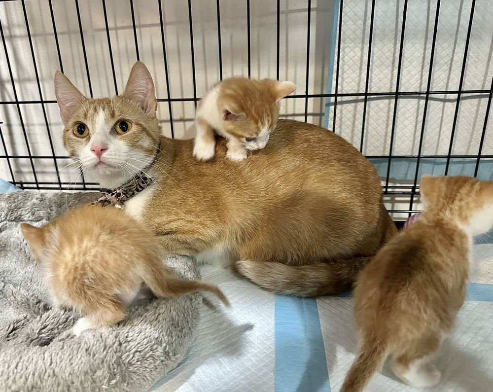 ORANGE KITTIES : MARMALADE - Domestic Short Hair available for adoption