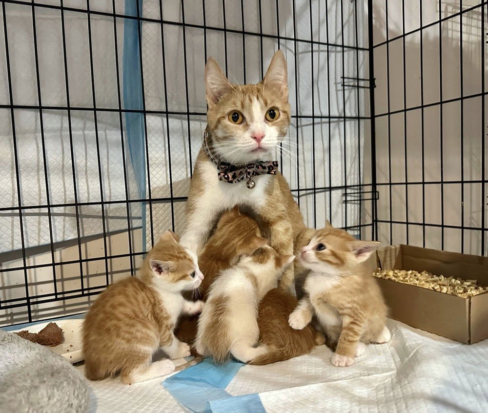 ORANGE KITTIES : MARMALADE - Domestic Short Hair available for adoption