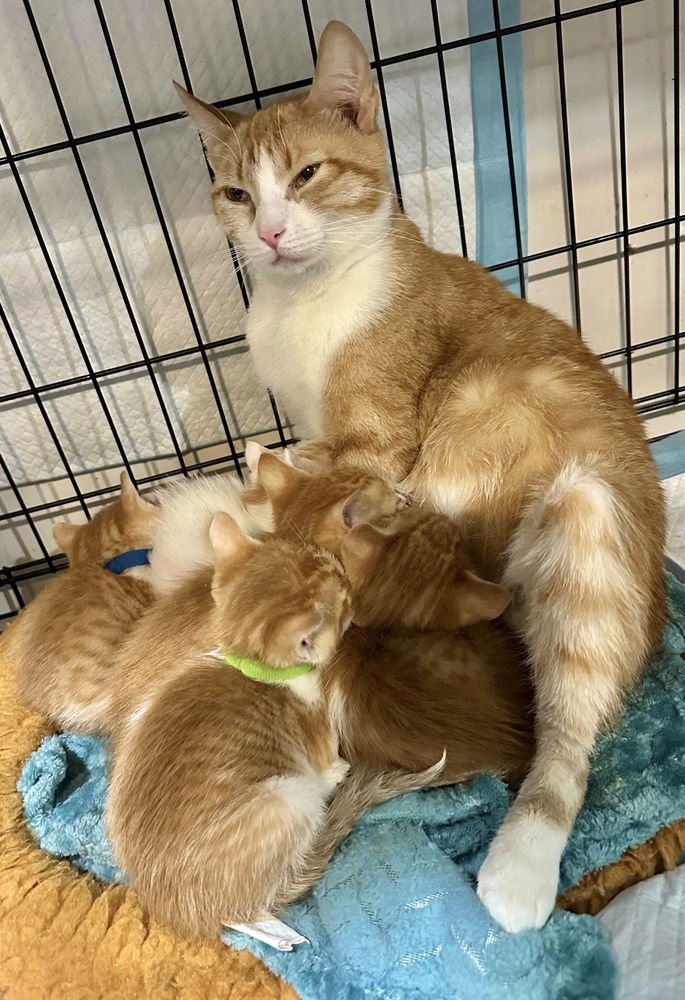 Orange Kitties : Marmalade - Photo 3