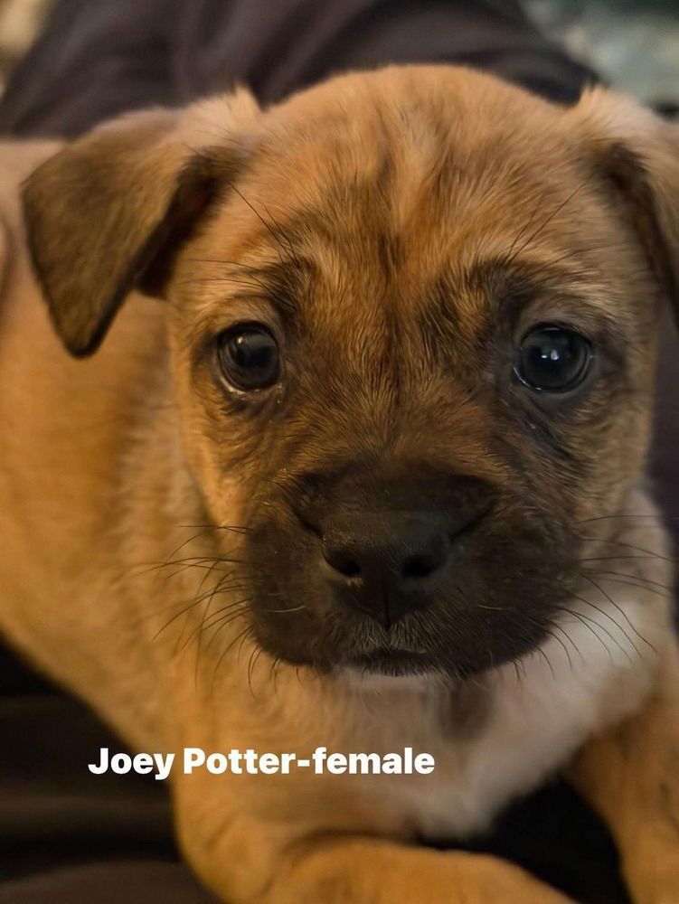 DAWSON'S TRIBUTE : JOEY - Pug / Australian Shepherd available for adoption