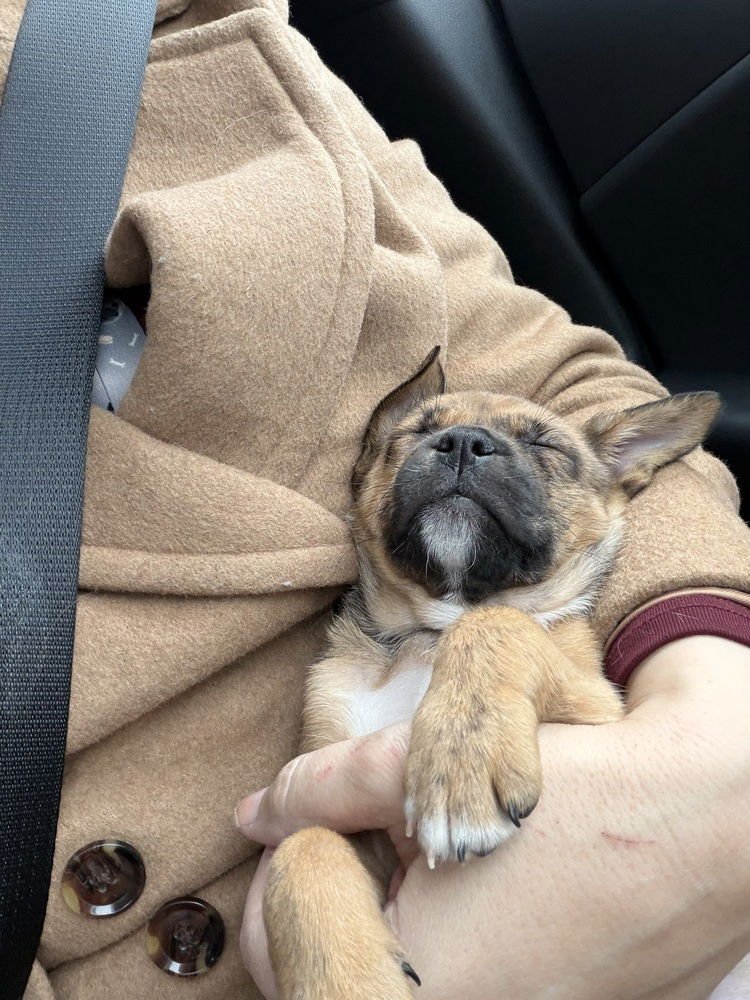 DAWSON'S TRIBUTE : JOEY - Pug / Australian Shepherd available for adoption