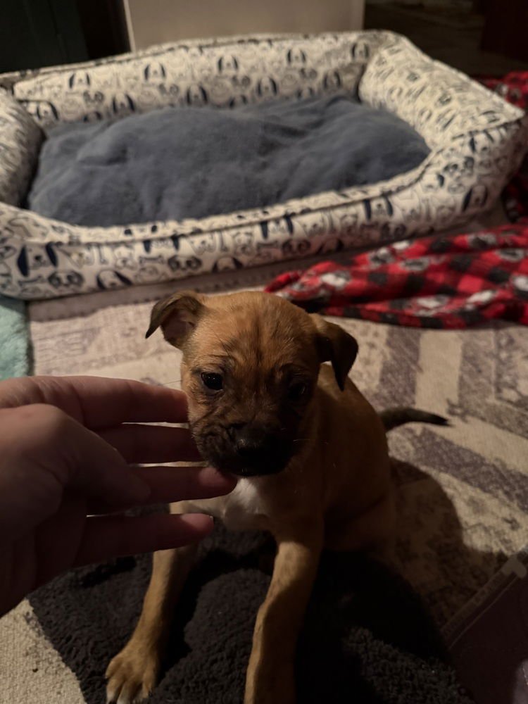 Dawson's Tribute : Joey - Photo 3