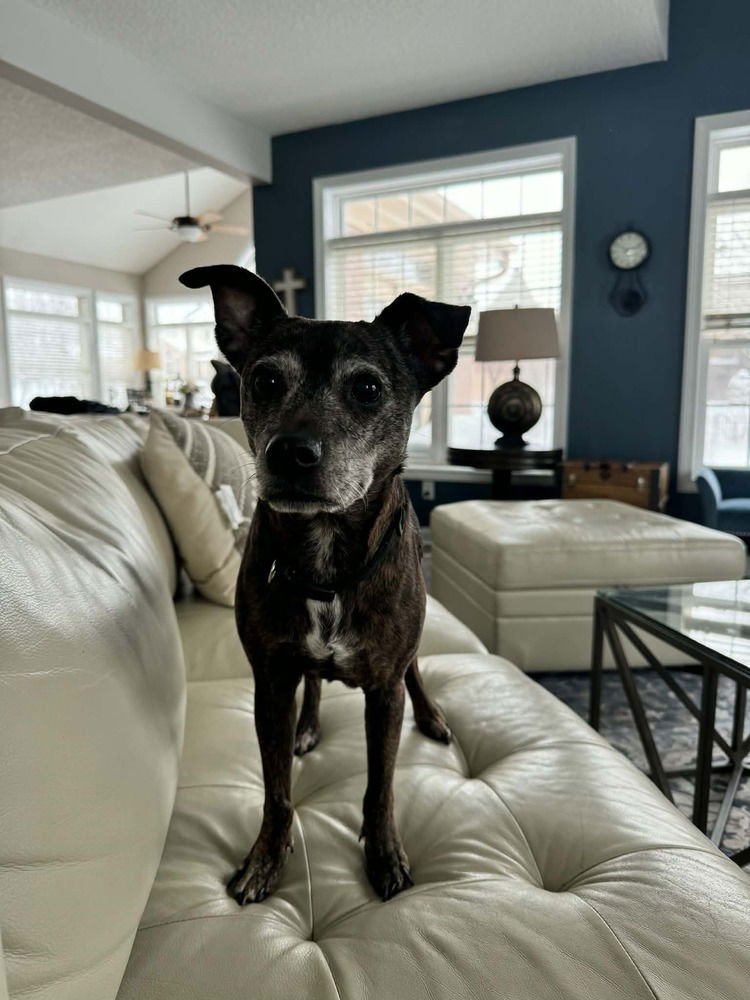 TINA - Italian Greyhound available for adoption