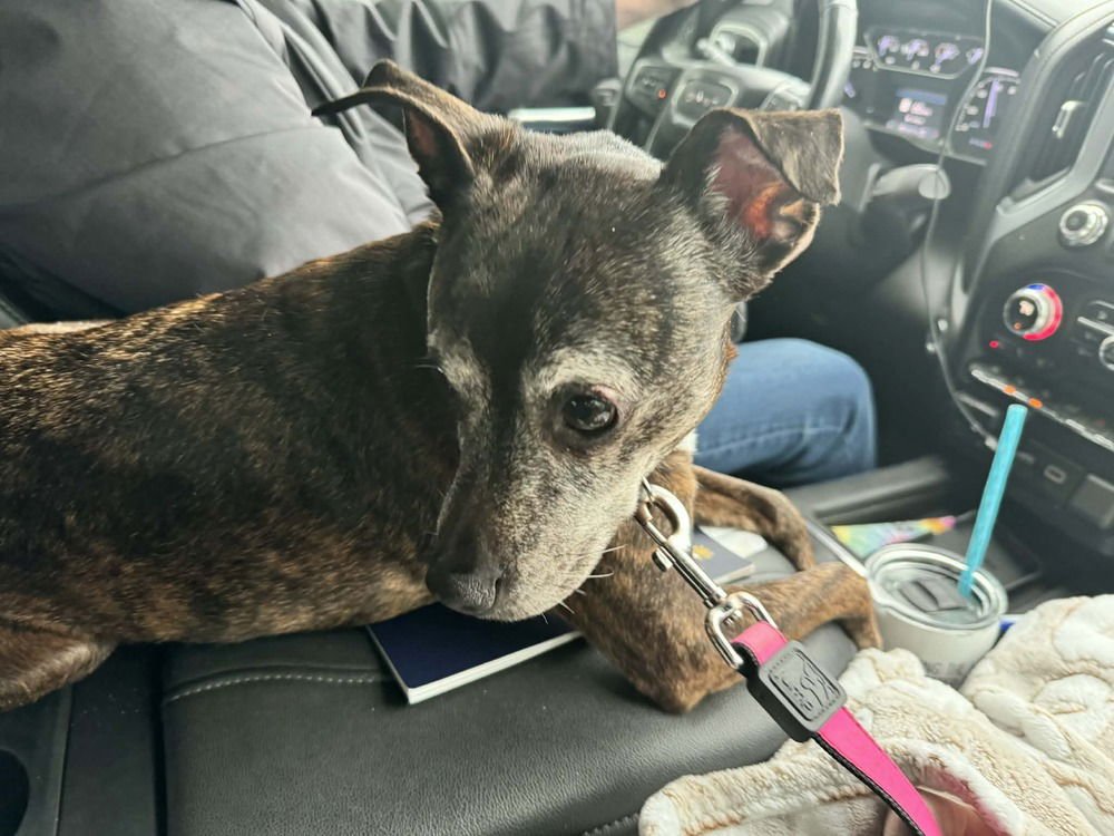 TINA - Italian Greyhound available for adoption