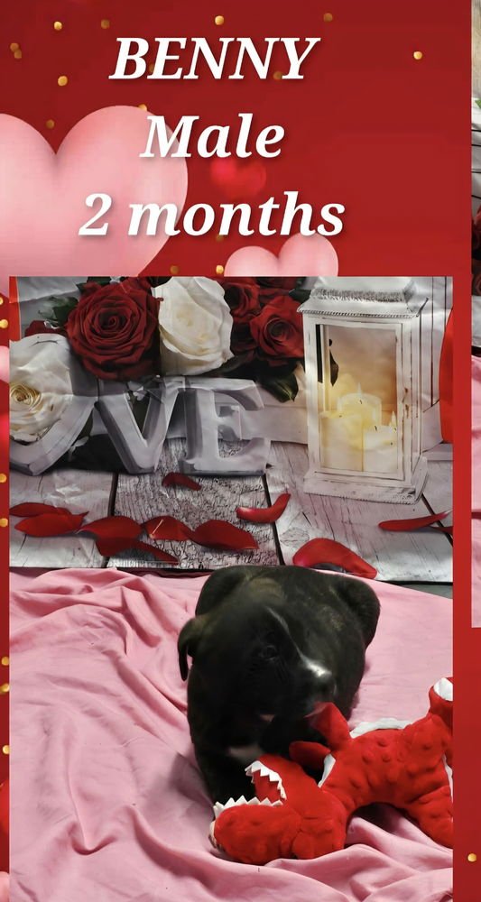 MARION BS : BENNY - Pit Bull Terrier available for adoption