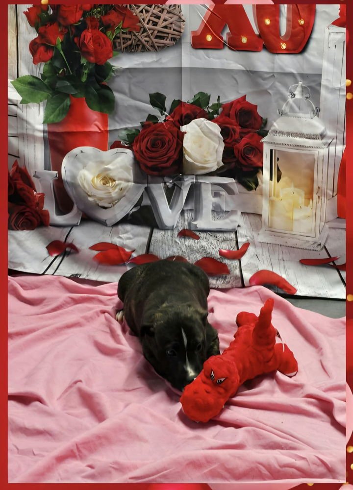 MARION BS : BENNY - Pit Bull Terrier available for adoption