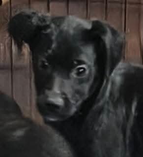 GARBAGE PAIL KIDS : BRAINY JANIE - Flat-coated Retriever / Border Collie available for adoption