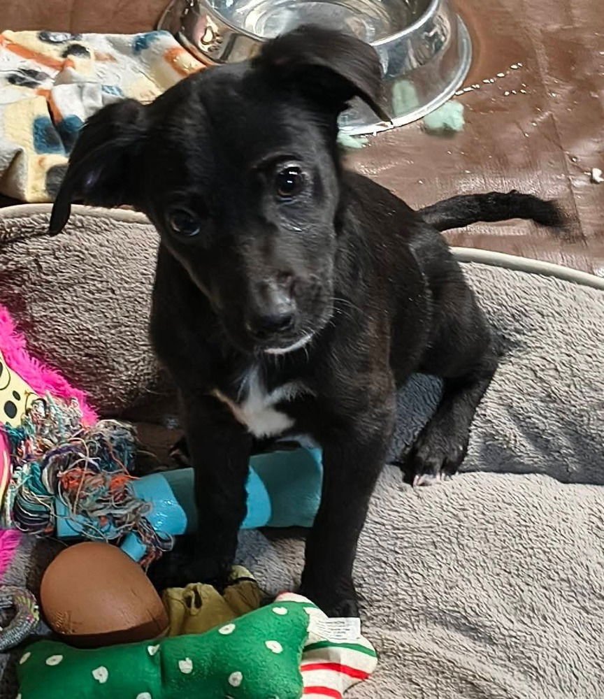 GARBAGE PAIL KIDS : BRAINY JANIE - Flat-coated Retriever / Border Collie available for adoption