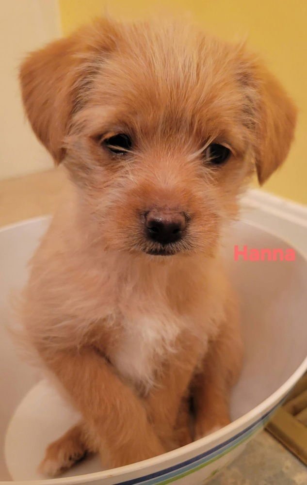 HANNA BARBERA GANG :  HANNA - Feist / Cairn Terrier available for adoption