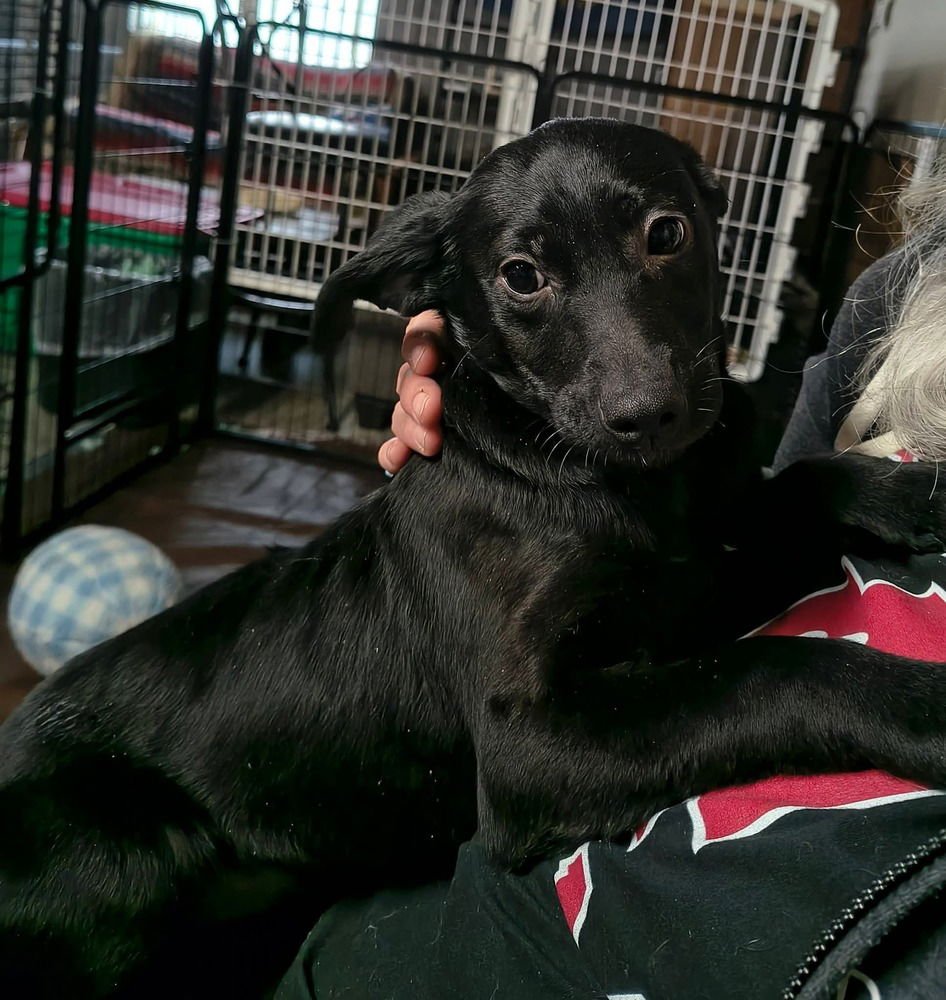 GARBAGE PAIL KIDS : WEIRD WENDY - Flat-coated Retriever / Border Collie available for adoption