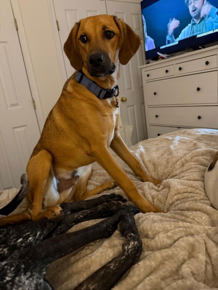 B BABES : BROWNIE (BRUNO) - Beagle / German Shepherd Dog available for adoption