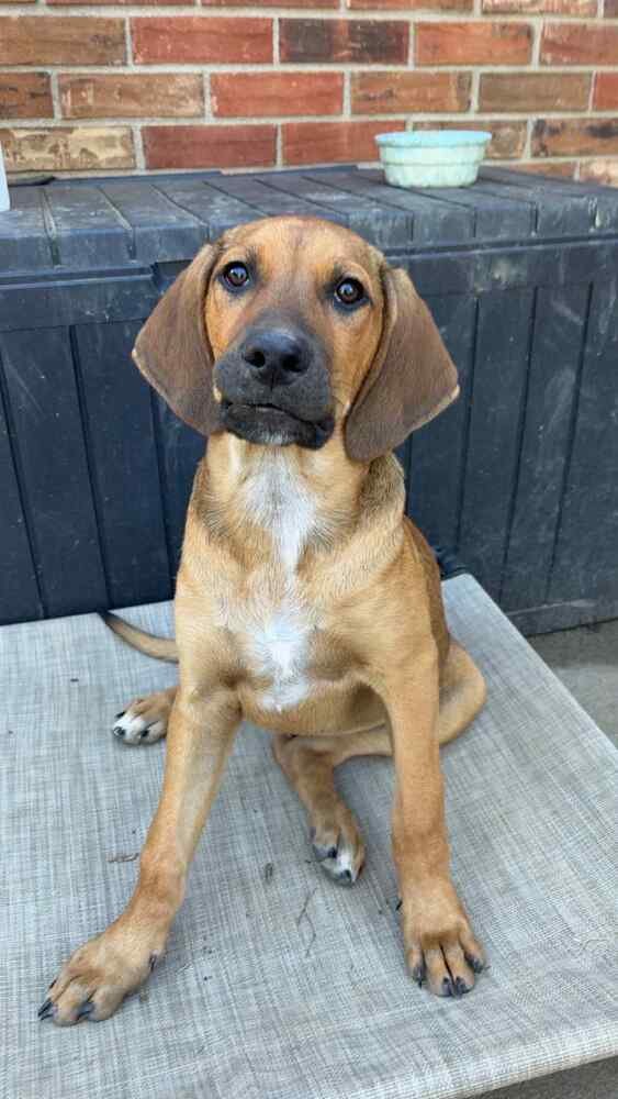 B BABES : BROWNIE (BRUNO) - Beagle / German Shepherd Dog available for adoption