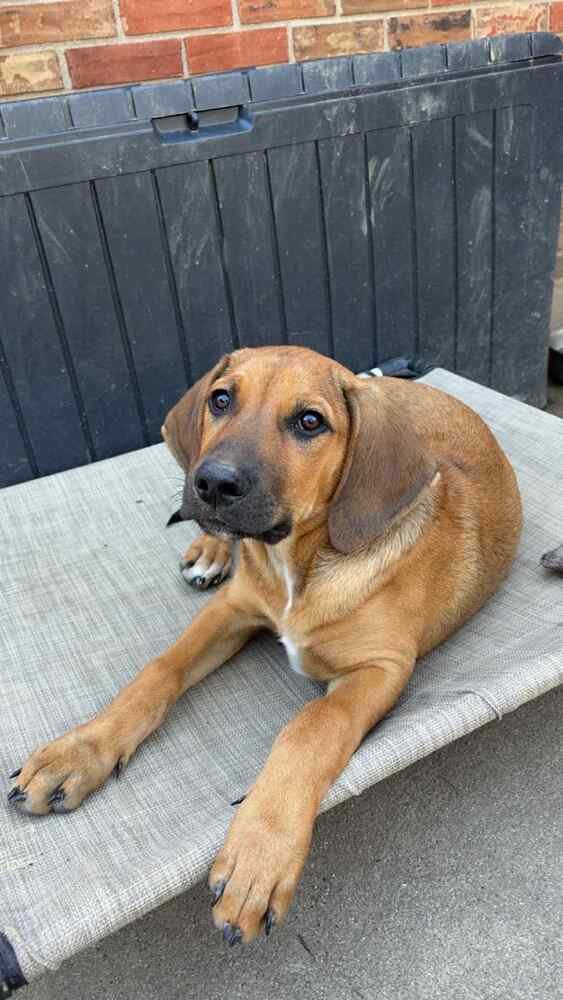 B Babes : Brownie (Bruno) - Photo 3