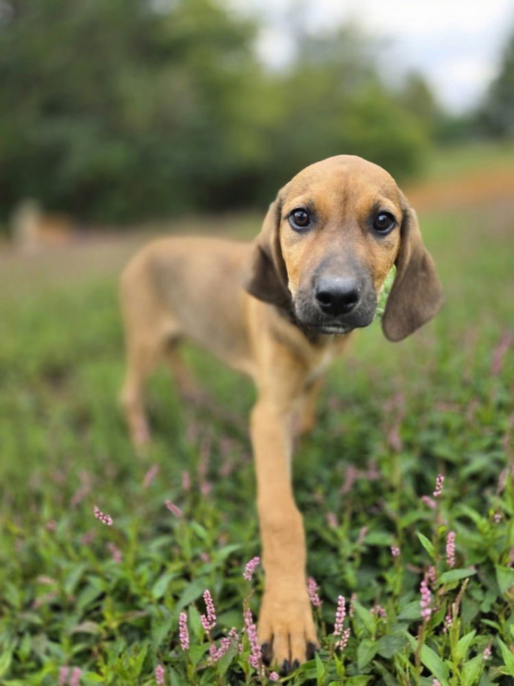 B Babes : Brownie (Bruno) - Photo 4