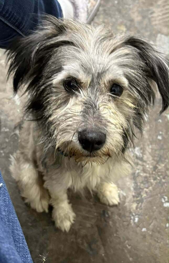 BONNIE - Terrier / Poodle (Miniature) available for adoption