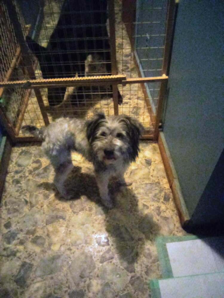 BONNIE - Terrier / Poodle (Miniature) available for adoption