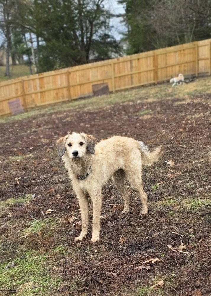 CHANCIE - Labrador Retriever available for adoption
