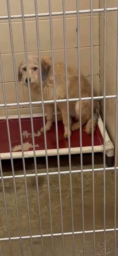 CHANCIE - Labrador Retriever available for adoption