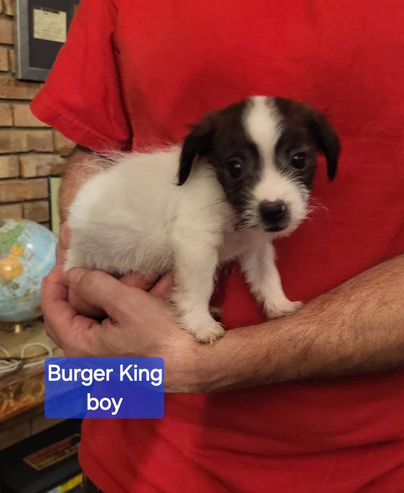 FAST FOOD GANG : BURGER KING - Jack Russell Terrier / Terrier available for adoption