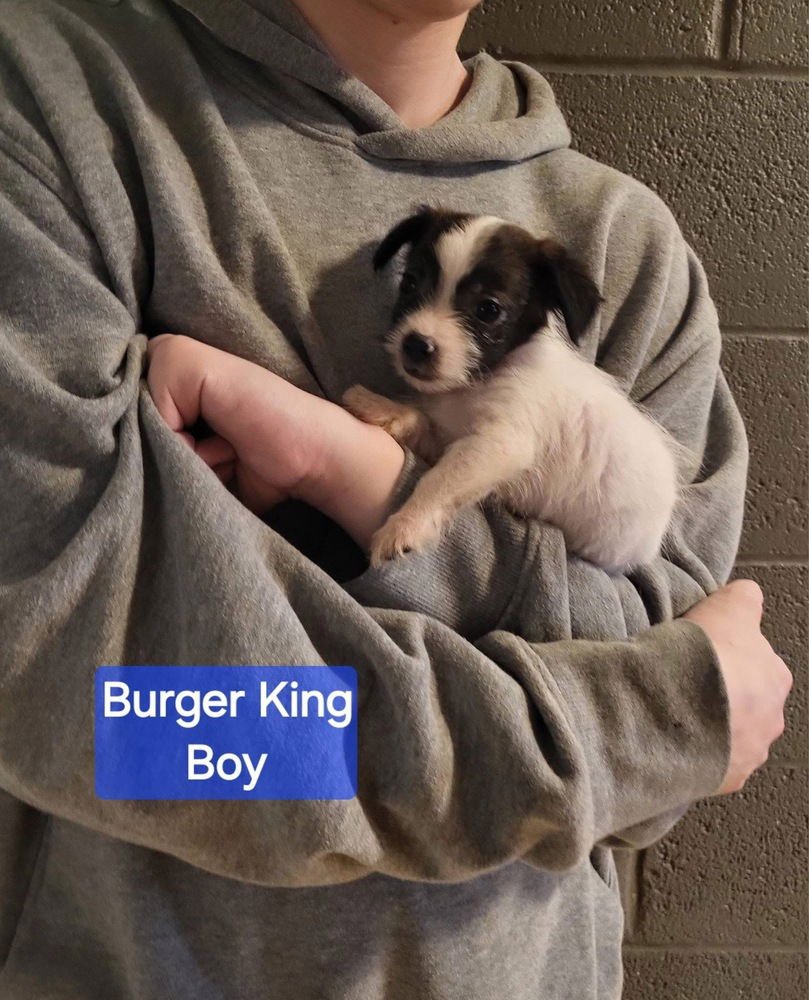 FAST FOOD GANG : BURGER KING - Jack Russell Terrier / Terrier available for adoption