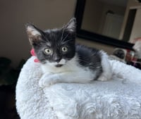 Little Rascats : Alfalfa - Photo 1