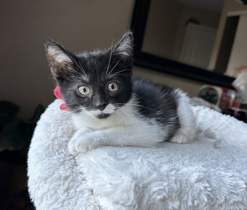LITTLE RASCATS : ALFALFA - Domestic Short Hair available for adoption
