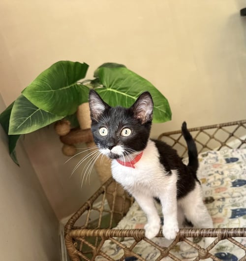 LITTLE RASCATS : ALFALFA - Domestic Short Hair available for adoption