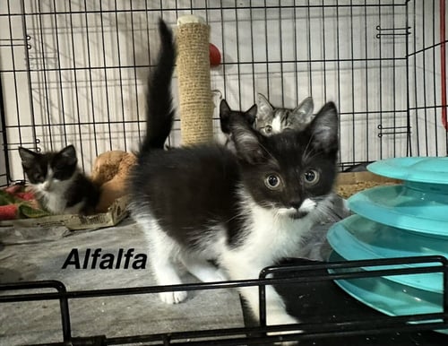 LITTLE RASCATS : ALFALFA - Domestic Short Hair available for adoption