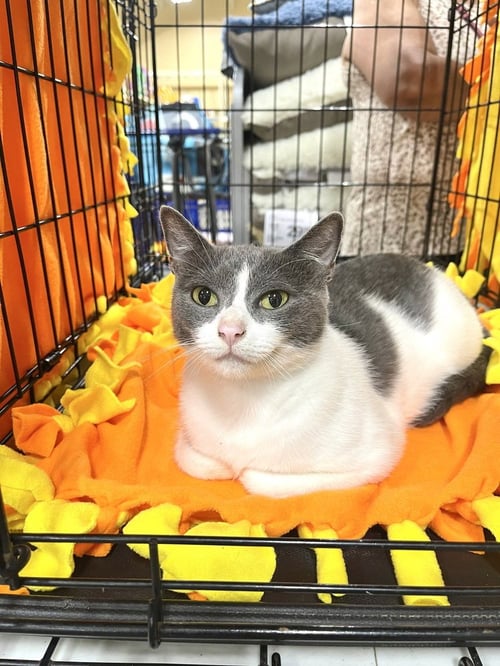 MOMMA MARCH - Domestic Short Hair available for adoption