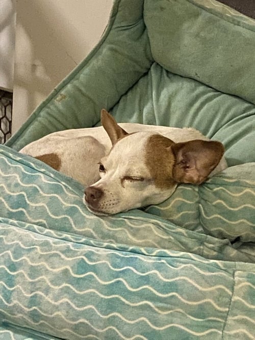SASHA - Chihuahua available for adoption
