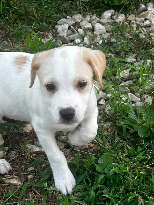 PIGGY PUPS : EINSWINE - Jack Russell Terrier / Terrier available for adoption