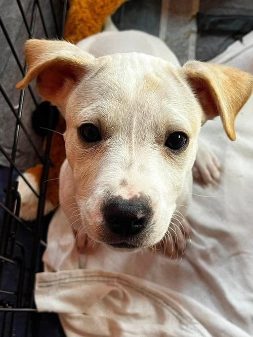 PIGGY PUPS : EINSWINE - Jack Russell Terrier / Terrier available for adoption