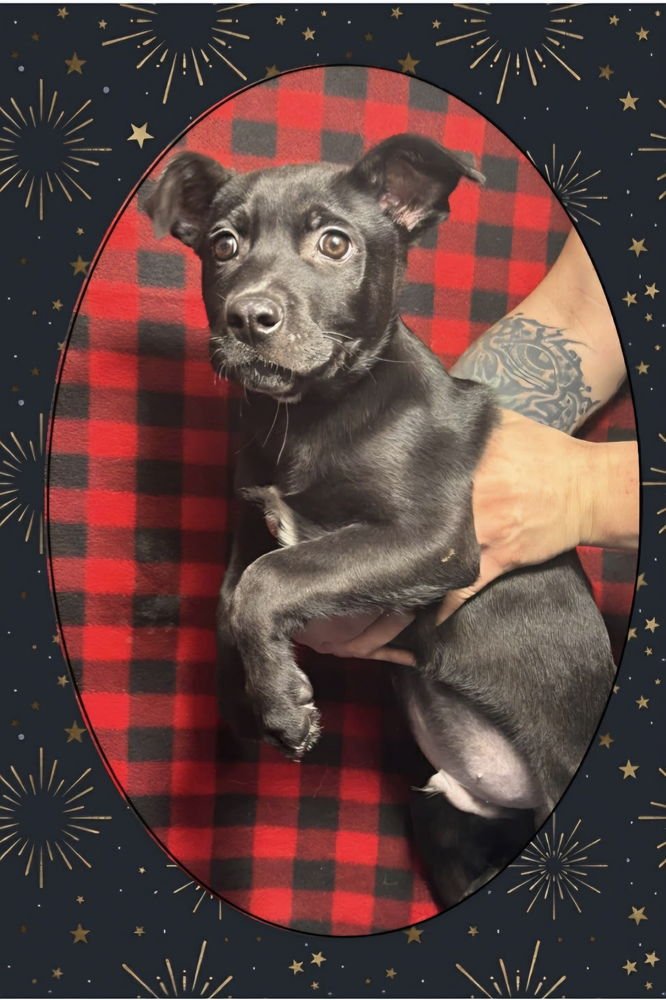 C BROS : CASPER - German Shepherd Dog / Labrador Retriever available for adoption