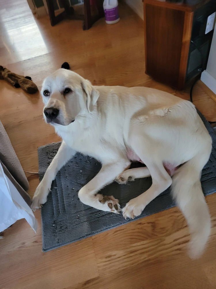 MOMMA BUNNY - Great Pyrenees available for adoption