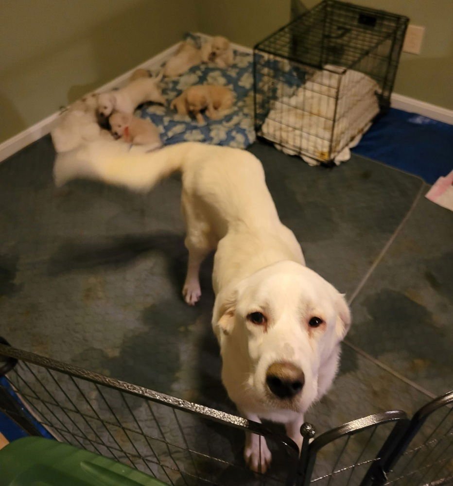 MOMMA BUNNY - Great Pyrenees available for adoption