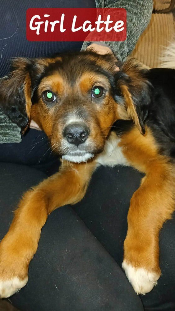 COFFEE SHOP CREW : LATTE - German Shepherd Dog available for adoption