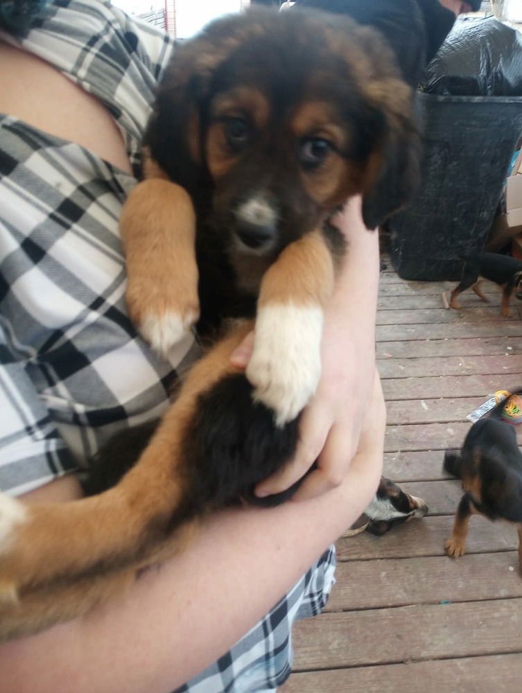 COFFEE SHOP CREW : LATTE - German Shepherd Dog available for adoption