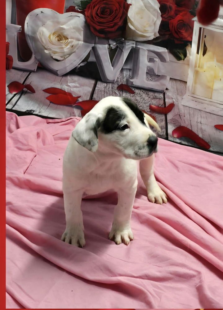 MARION BS : BOOKER - Pit Bull Terrier available for adoption