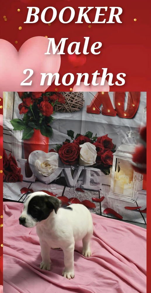 MARION BS : BOOKER - Pit Bull Terrier available for adoption