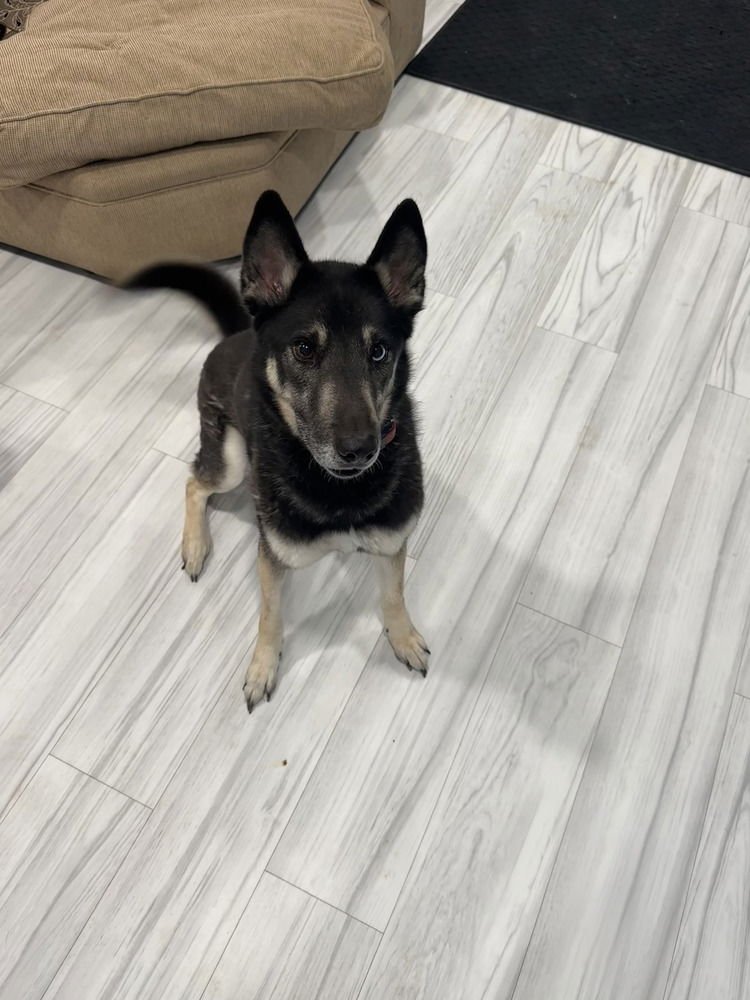 CD:BUDDY BOY - German Shepherd Dog / Siberian Husky available for adoption