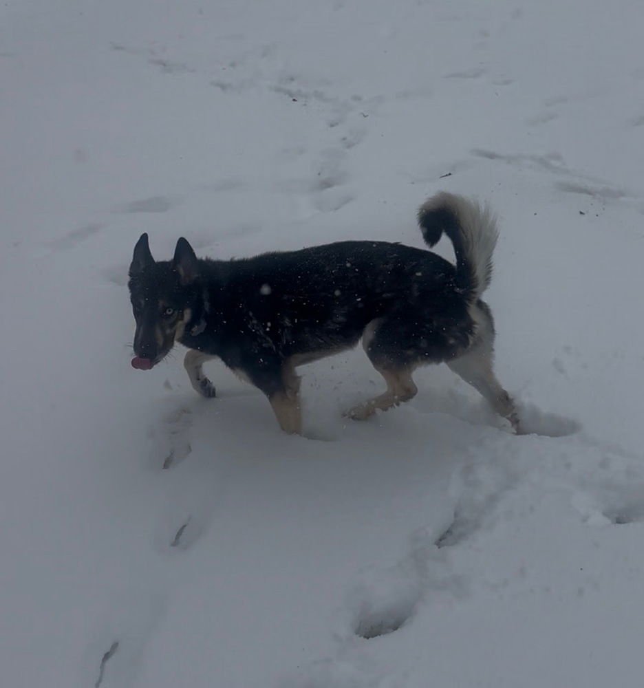 CD:BUDDY BOY - German Shepherd Dog / Siberian Husky available for adoption