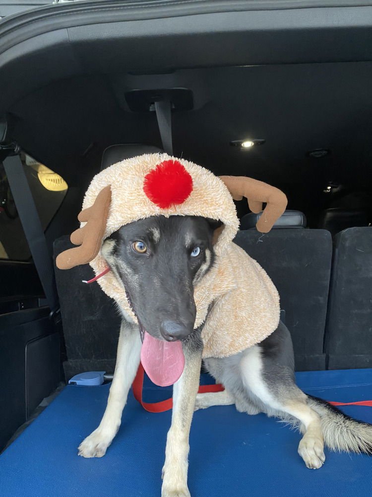 CD:Buddy Boy - Photo 4