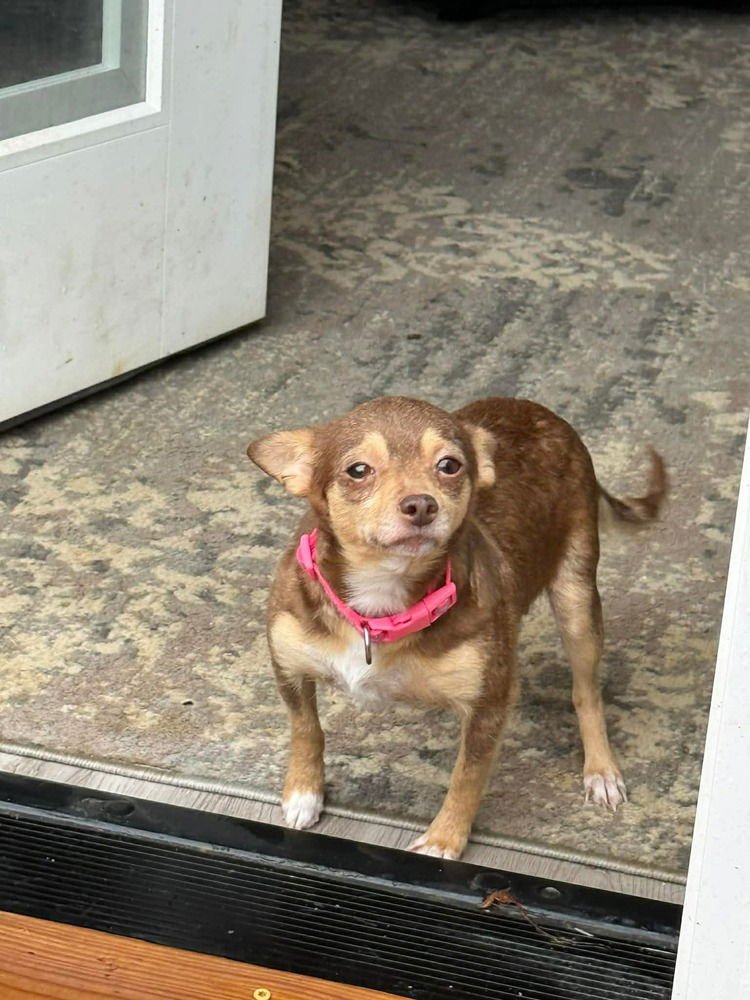 CINNAMON CHI - Chihuahua available for adoption