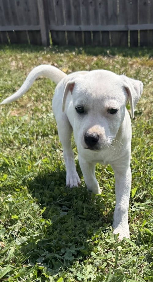 DELAWARE : BEAR - Labrador Retriever / Beagle available for adoption
