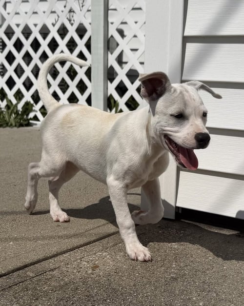 DELAWARE : BEAR - Labrador Retriever / Beagle available for adoption