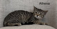 Odyssey Kittens : Athena - Photo 1